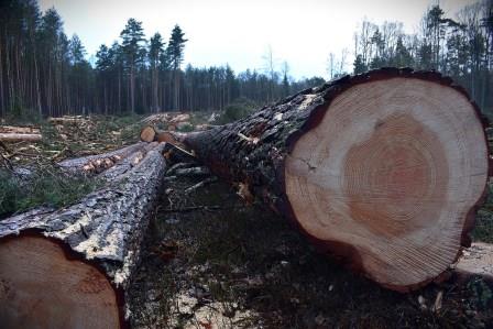 Ein Bauholzstapel im Wald
